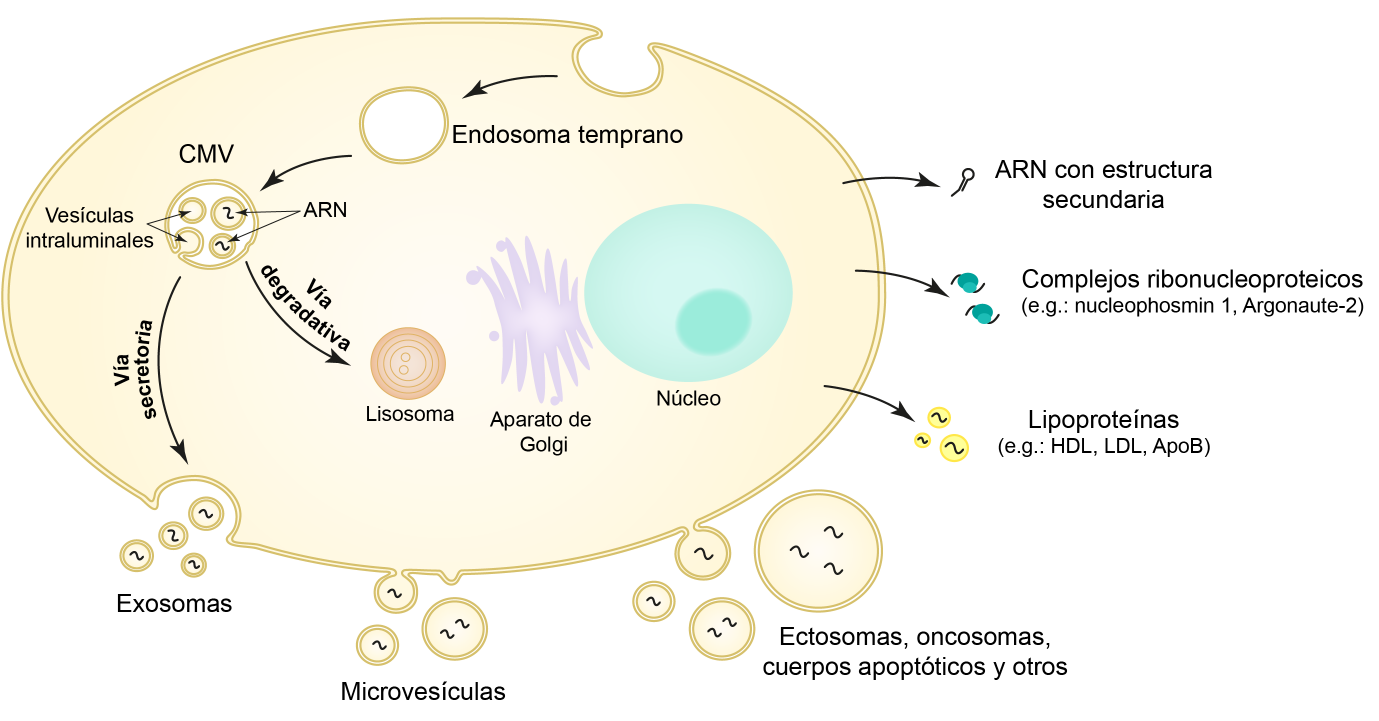 Vías de secreción/liberación de ARN en células eucariotas. Extraído de: Cucher MA, Ancarola ME, Kamenetzky L. Mol Immunol. 2021;134:150-160.